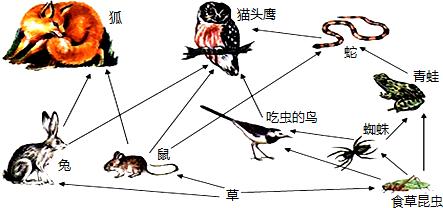 生态系统的能量流动——食物网结构理论