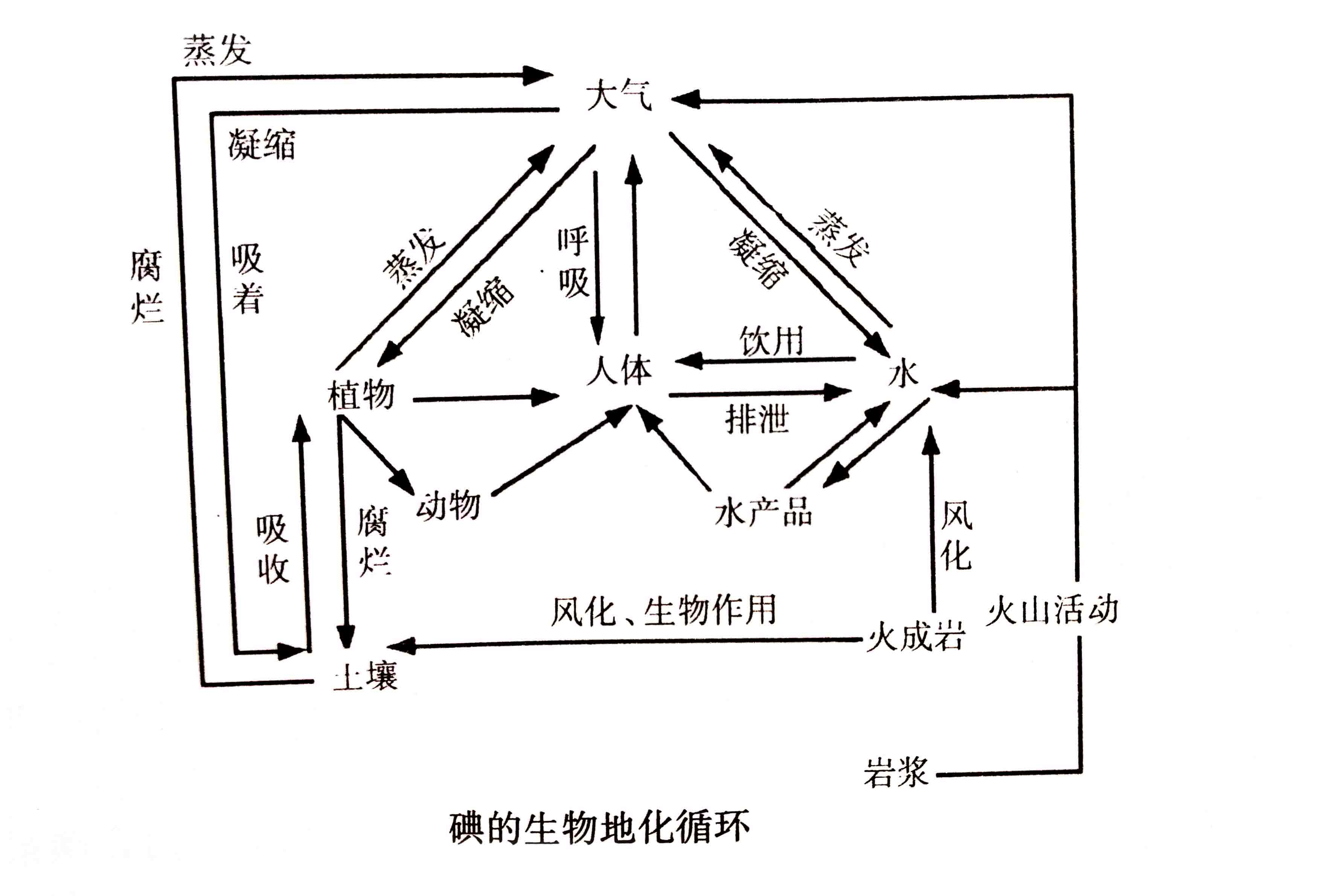 生态系统的物质循环——生物地化循环与人体健康